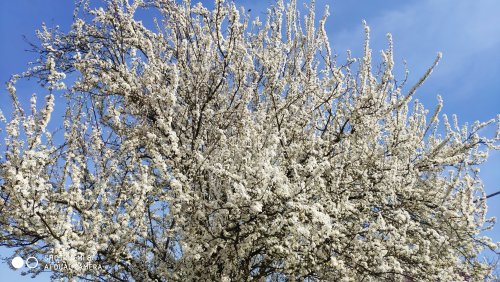 IMG_20190320_120524.jpg