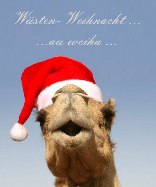 Kamel Weihnacht.jpg