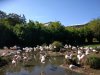 Flamingos.jpg