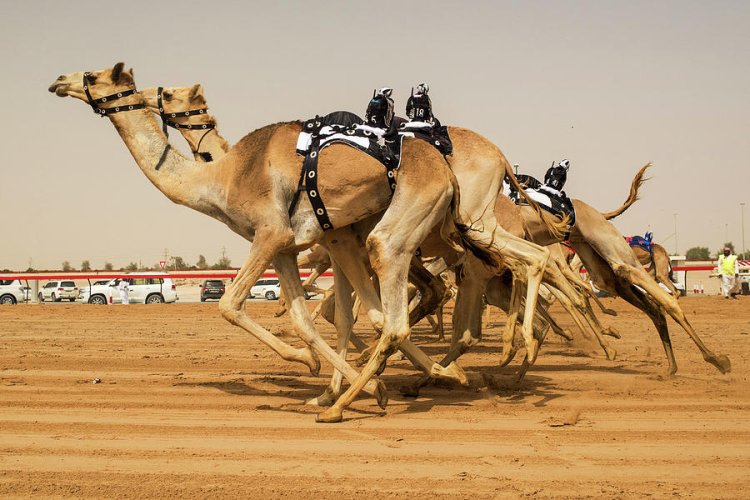 camel-racing-mekh-paija.jpg