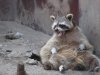Ein-Bauchproblem-Waschbrettbauch-oder-Waschbaerbauch.jpg