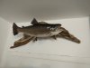 IMG_20170506_115514.jpg