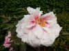 IMG_20170512_162745.jpg