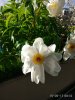 Weise Blume.jpg
