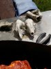 IMG_20170520_132716.jpg