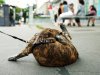 IMG_20170706_175430.jpg