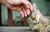1371310136_cat_2013-1.jpg