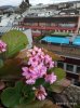 Blumen ohne.jpg