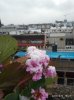 Blumen mit.jpg