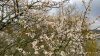 IMG_29032018_110745_HDR.jpg